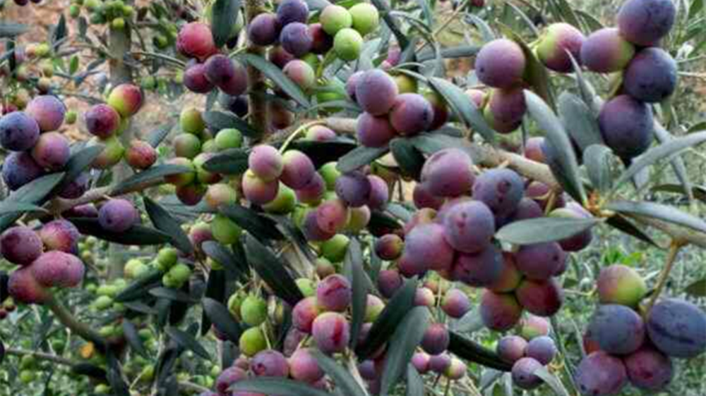 202211101668049333708894.png 12_副本.png